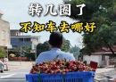 北流荔枝收购情景图