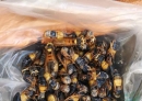 执着的大黑蜂
