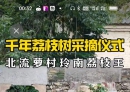 北流县萝村采摘千年荔枝前的祭奠仪式，满怀敬畏与仁德