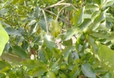 北流这里绿水青山，稻穗飘香，甘桔满树，八角满枝芽，风里带着泥土的芳香