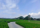 北流市山围镇乡村景象：稻浪轻摇，荔枝飘香！