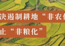 事关农村！北流市全面开展耕地“非农化、非粮化” 整治行动