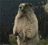 2109a4e8b0e0ffb13f1c795ab3fb413a.gif