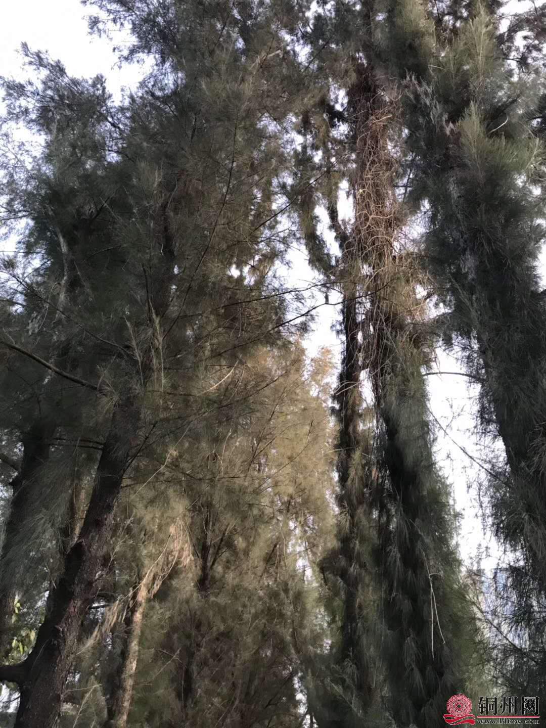 wechat_upload15763144245df4a63825624