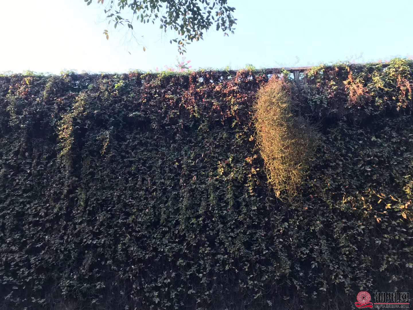 wechat_upload15763144775df4a66d7b9c3