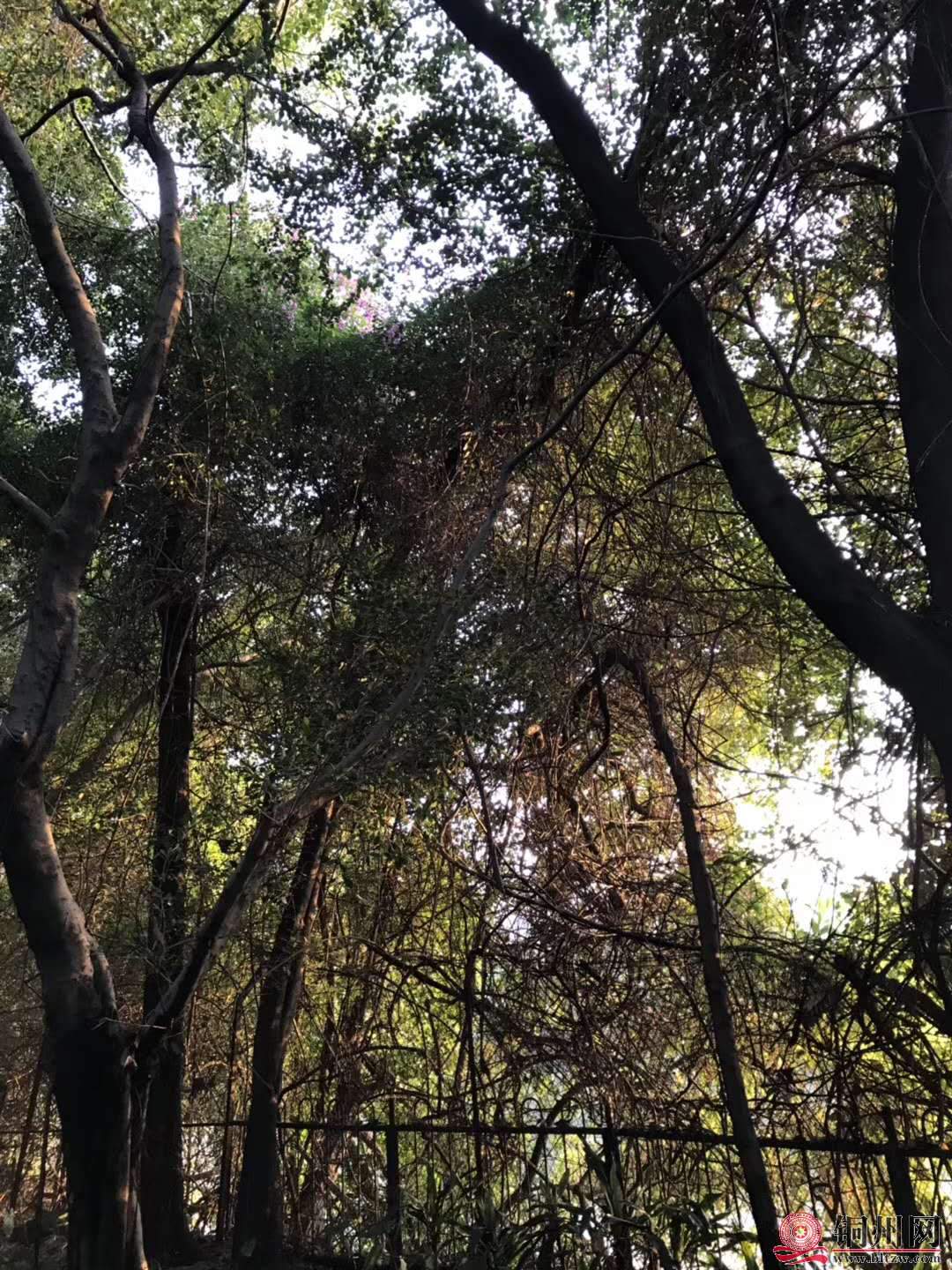 wechat_upload15763144825df4a6726c382