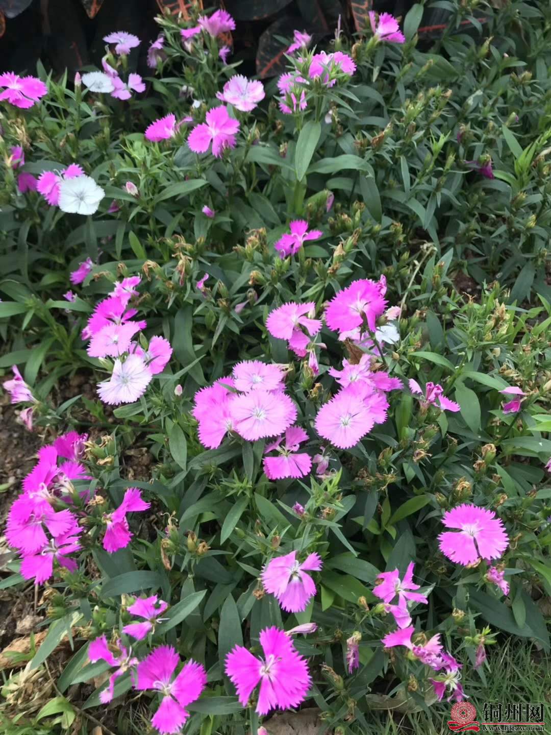 wechat_upload15763145735df4a6cdc4d59