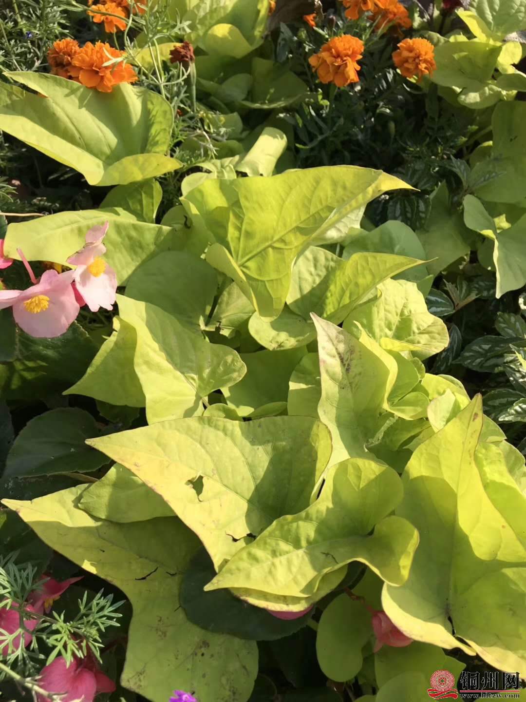 wechat_upload15763145745df4a6ce47d76