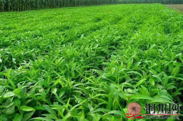 wechat_upload15886743295eb13f19ca9e0