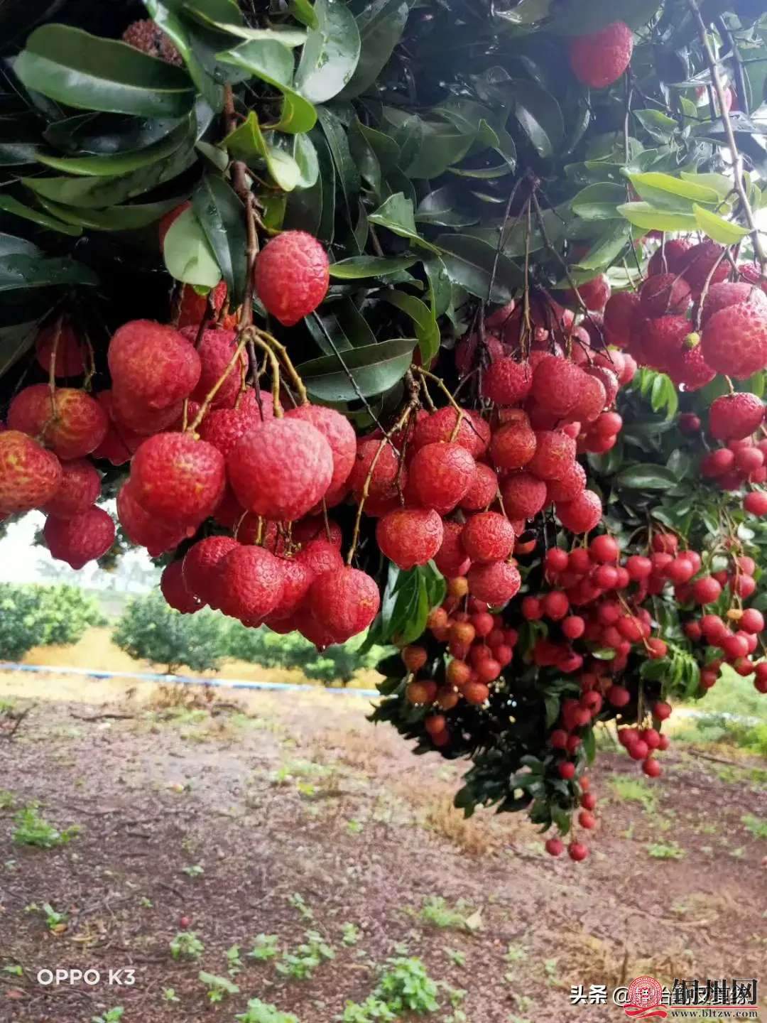 wechat_upload15937939055eff5d718c6cb