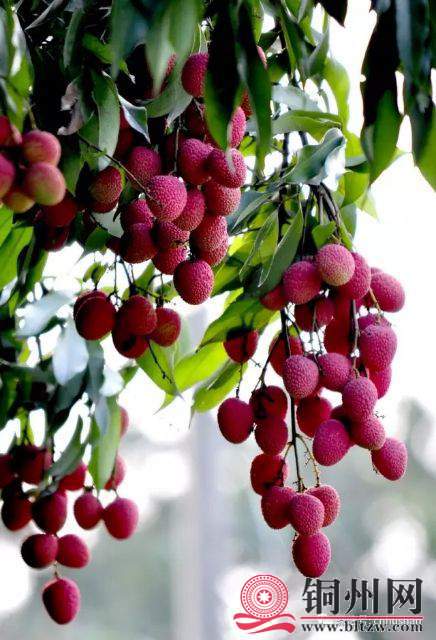 wechat_upload15942120235f05beb7cd2de