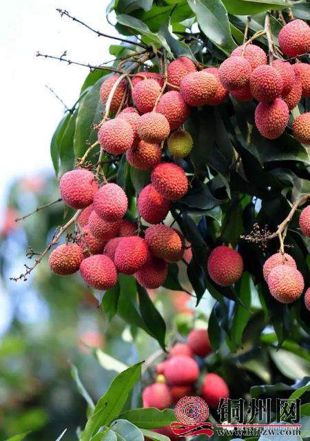 wechat_upload15942120235f05beb76a2ed