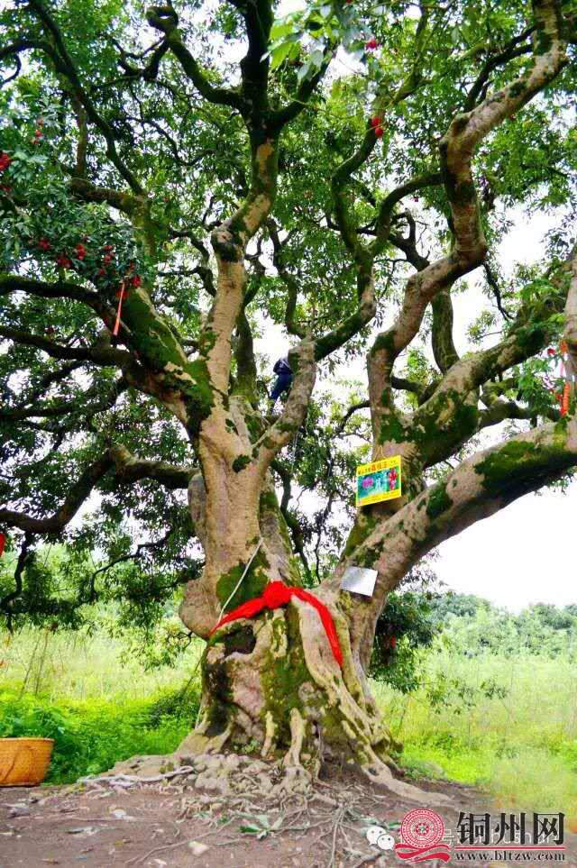 wechat_upload15942120485f05bed0d486f