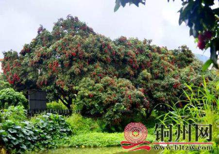 wechat_upload15942120495f05bed1354ab