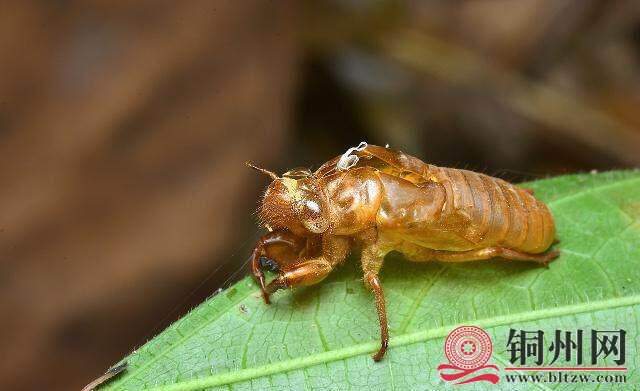 wechat_upload15948381765f0f4ca0808d1