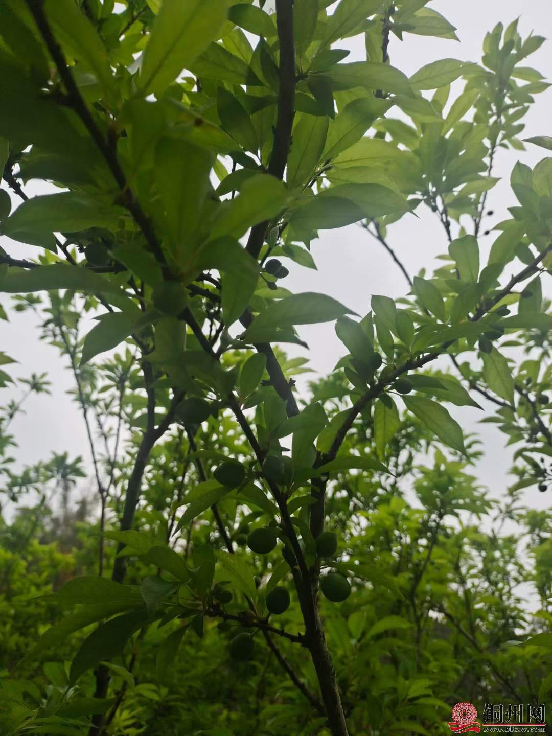 wechat_upload1615572777604baf2901dcd