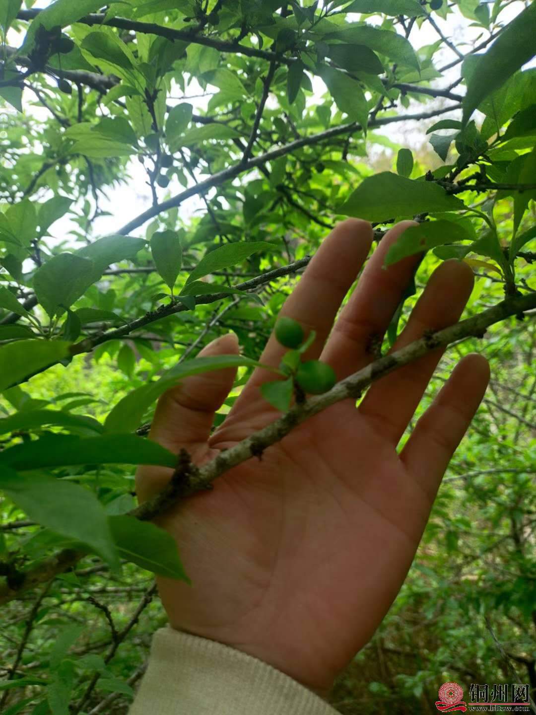 wechat_upload1615572793604baf39e3ee0