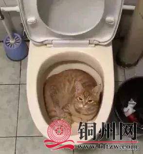 wechat_upload165635525762b9f9b9f3dae
