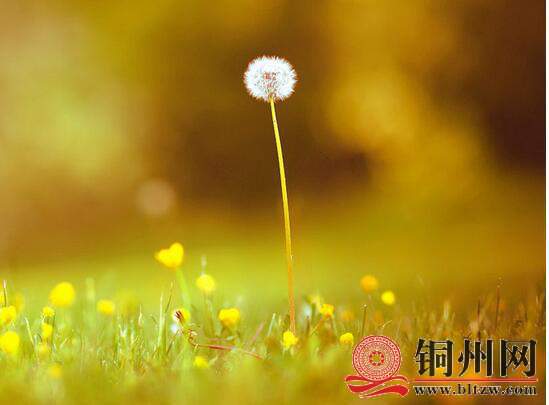 wechat_upload165655678862bd0cf40a4d8