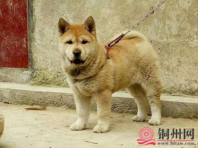 wechat_upload1661506214630892a6aba41