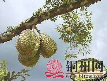 wechat_upload167616299063e837ae0dd3b