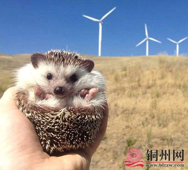 wechat_upload1681800503643e3d37269d9