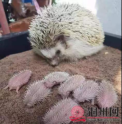 wechat_upload1681800505643e3d39ae416