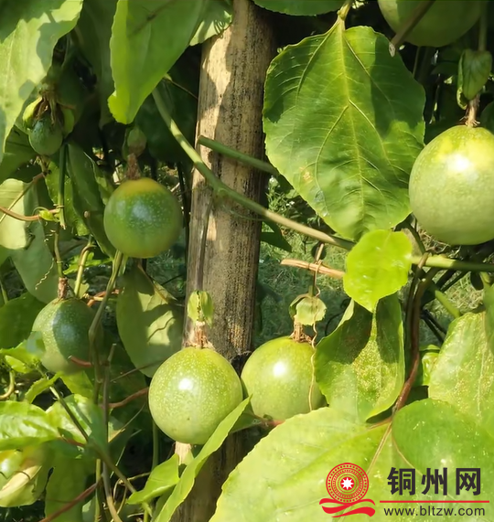 酸酸甜甜就是它 百香果可搭一切