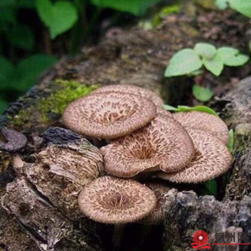 wechat_upload176301927569158a0bae8eb